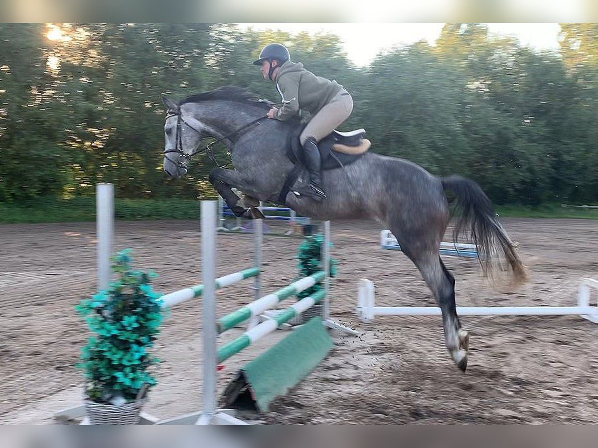 Hanoverian Mare 4 years 16 hh Gray in Verden (Aller)