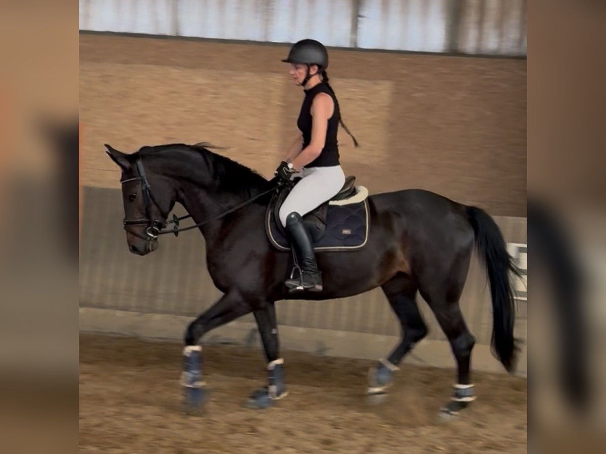 Hanoverian Mare 4 years 16 hh Smoky-Black in Quedlinburg