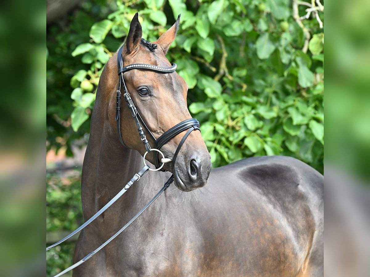 Hanoverian Mare 4 years 16,1 hh Bay-Dark in Bad Bevensen