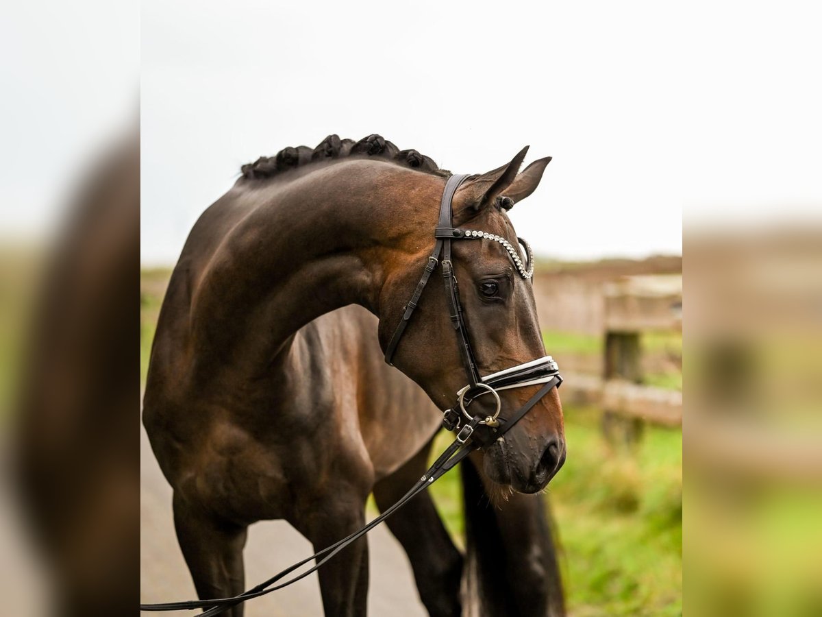 Hanoverian Mare 4 years 16,1 hh Bay-Dark in Goch