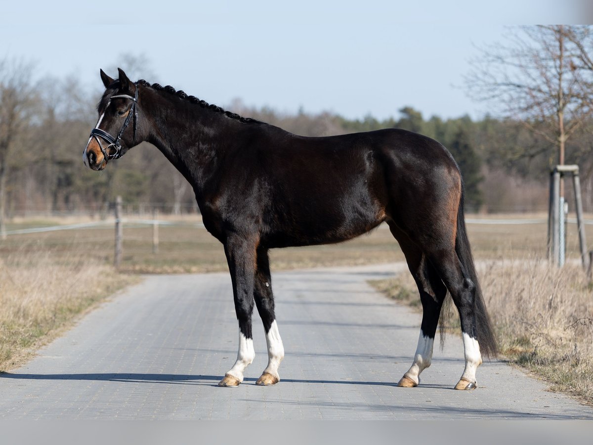 Hanoverian Mare 4 years 16,1 hh Bay-Dark in L&#xF6;wenberger Land