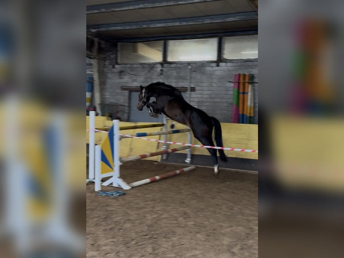 Hanoverian Mare 4 years 16,1 hh Bay-Dark in EgestorfD&#xF6;hle