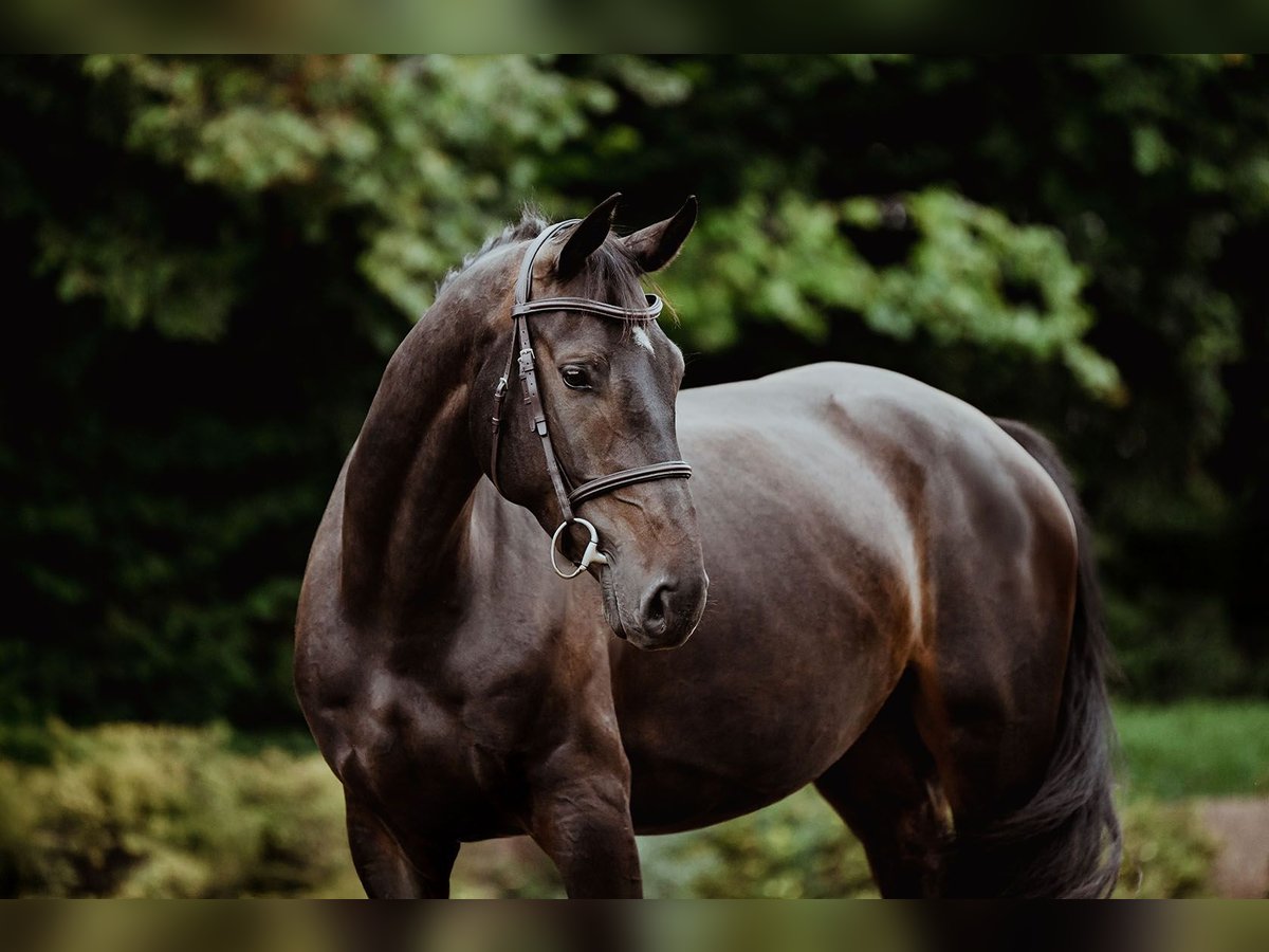 Hanoverian Mare 4 years 16,1 hh Bay-Dark in Riedstadt