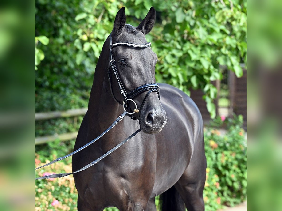 Hanoverian Mare 4 years 16,1 hh Black in Bad Bevensen