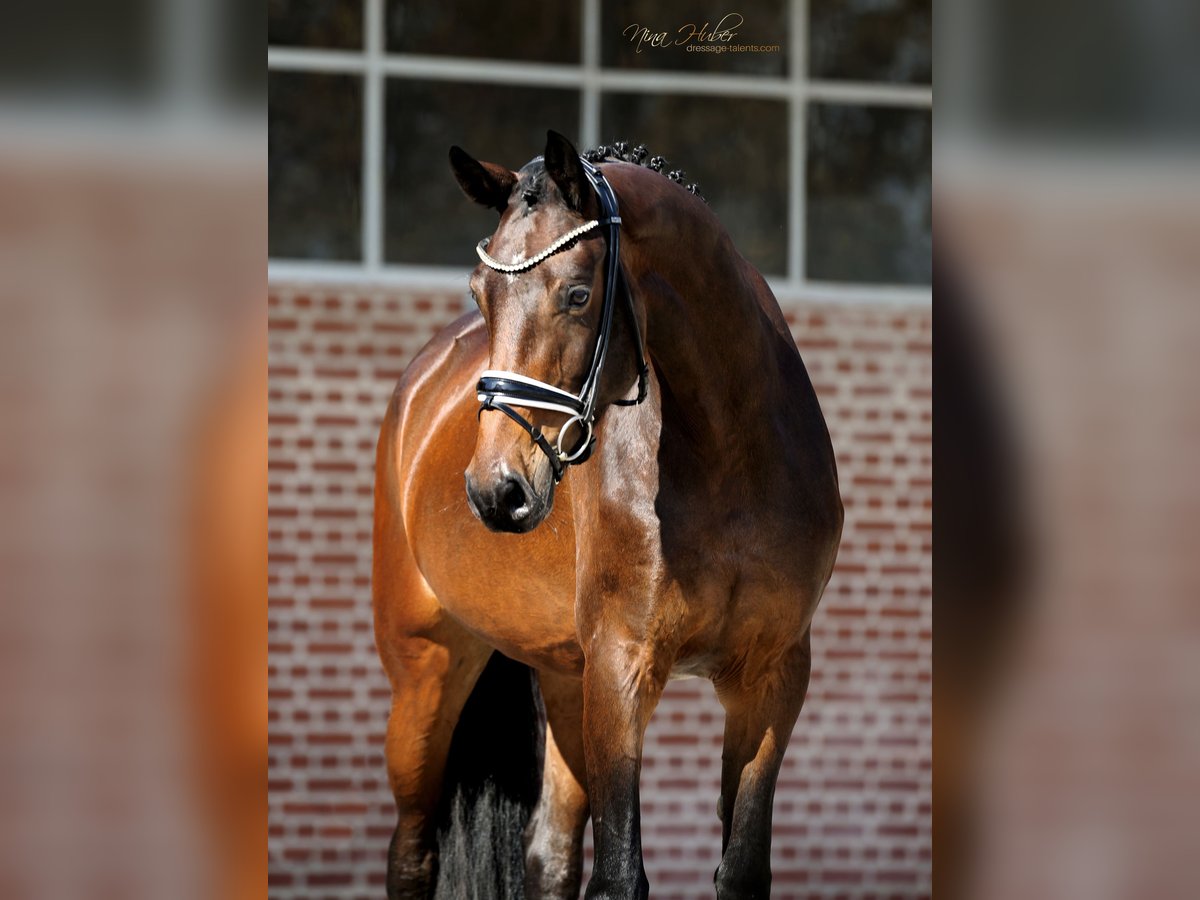 Hanoverian Mare 4 years 16,1 hh Brown in Herford