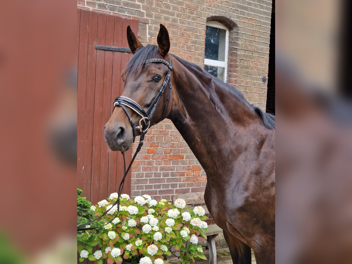 Hanoverian Mare 4 years 16,1 hh Brown in Langenhagen