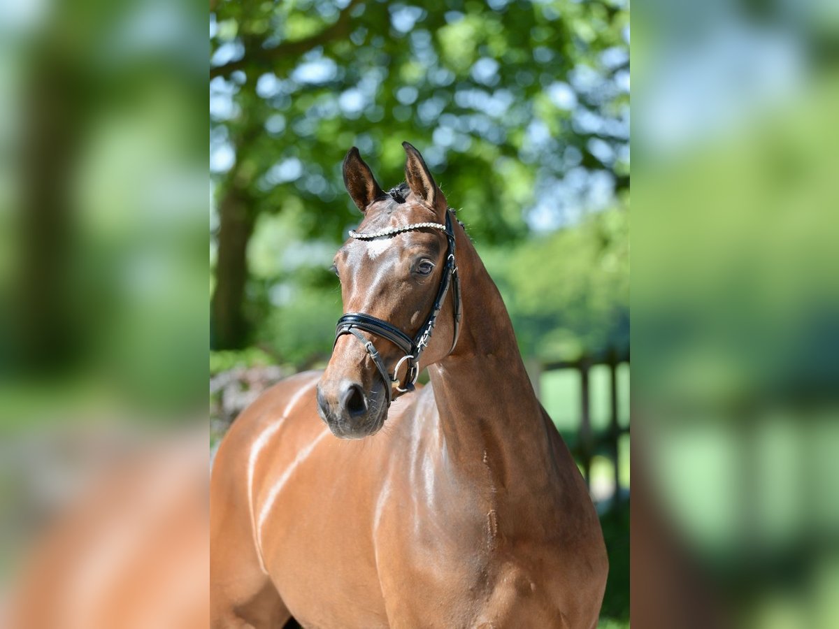 Hanoverian Mare 4 years 16,1 hh Brown in Visbek