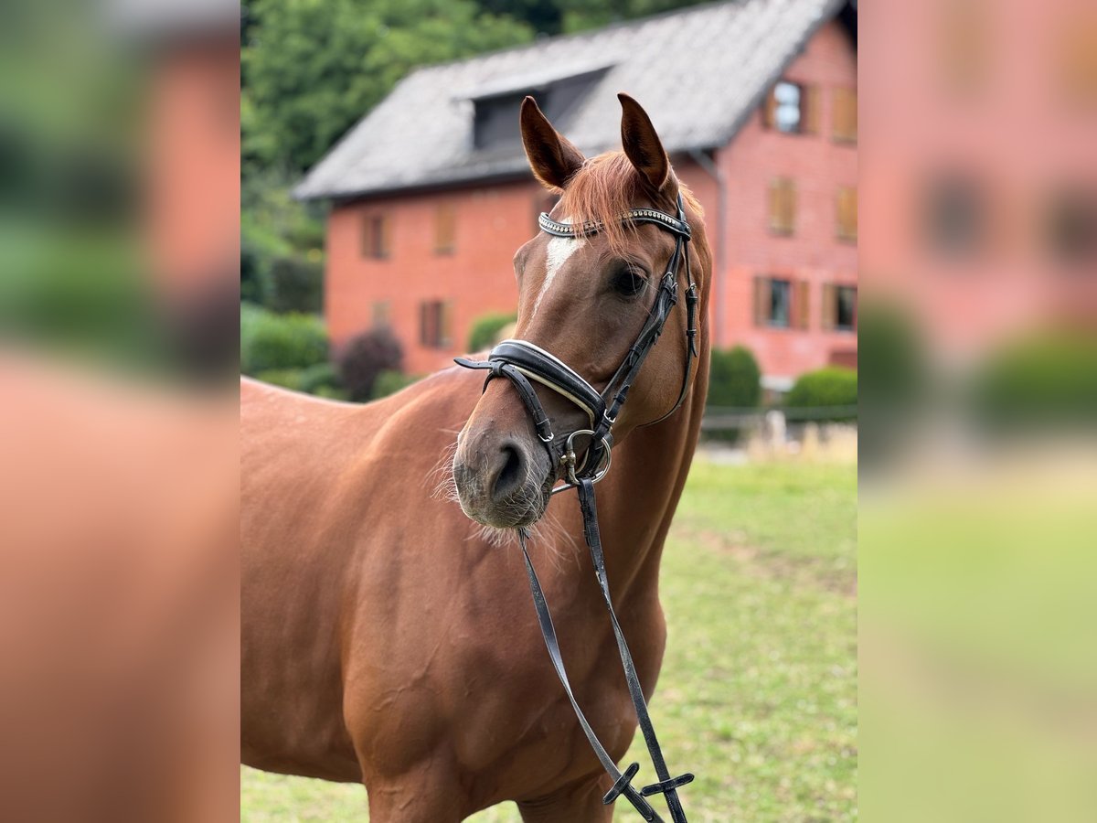 Hanoverian Mare 4 years 16,1 hh Chestnut-Red in D&#xFC;sseldorf