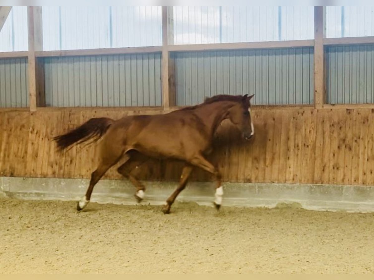 Hanoverian Mare 4 years 16,1 hh Chestnut-Red in Drochtersen