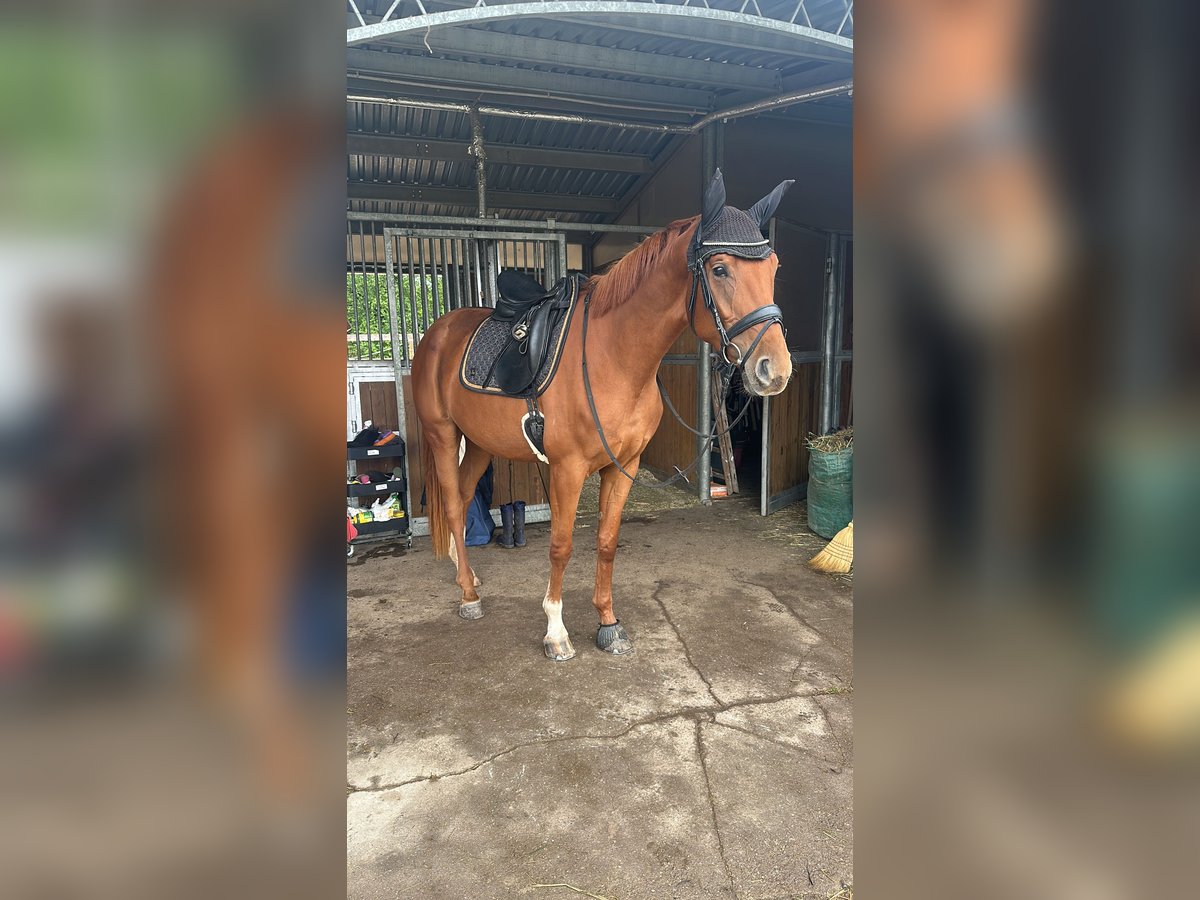 Hanoverian Mare 4 years 16,1 hh Chestnut-Red in Leipzig