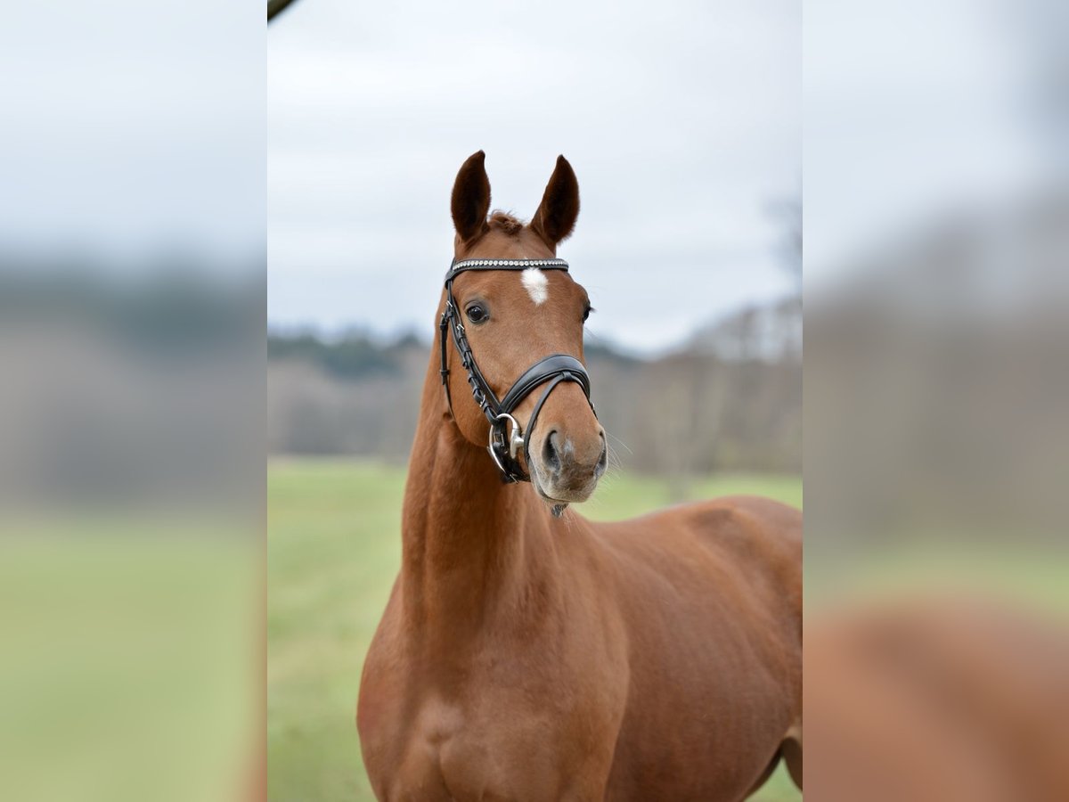 Hanoverian Mare 4 years 16,1 hh Chestnut-Red in Kutenholz