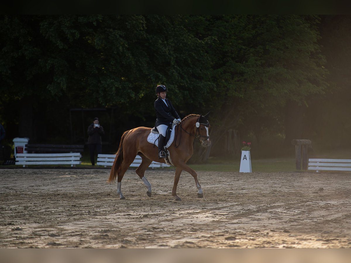 Hanoverian Mare 4 years 16,1 hh Chestnut-Red in Wolfsburg