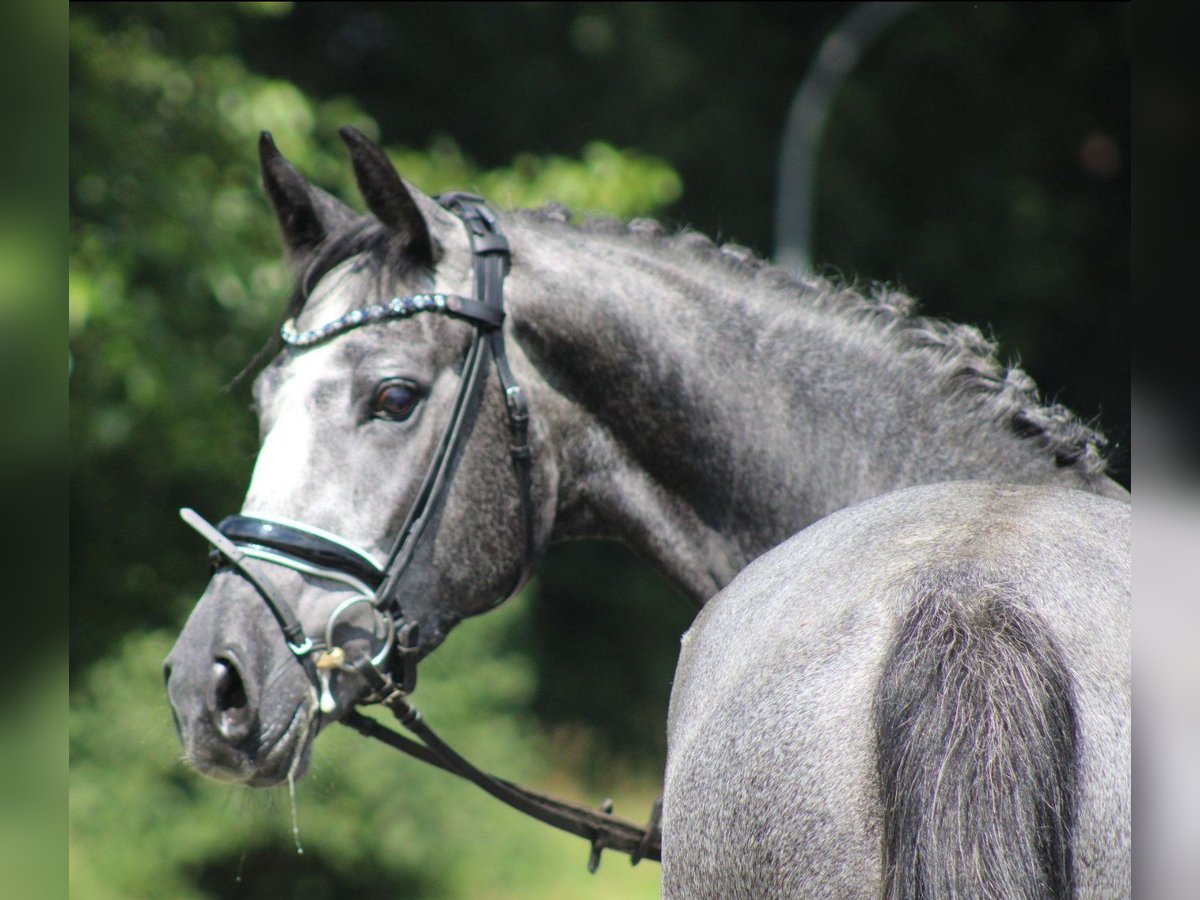 Hanoverian Mare 4 years 16,1 hh Gray-Dapple in Deinstedt