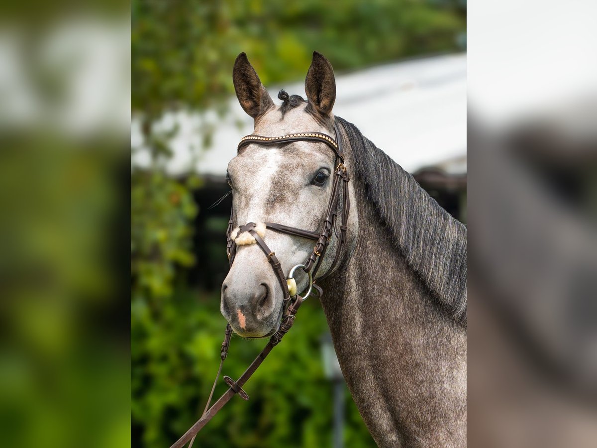 Hanoverian Mare 4 years 16,1 hh Grey in Stryk&#xF3;w
