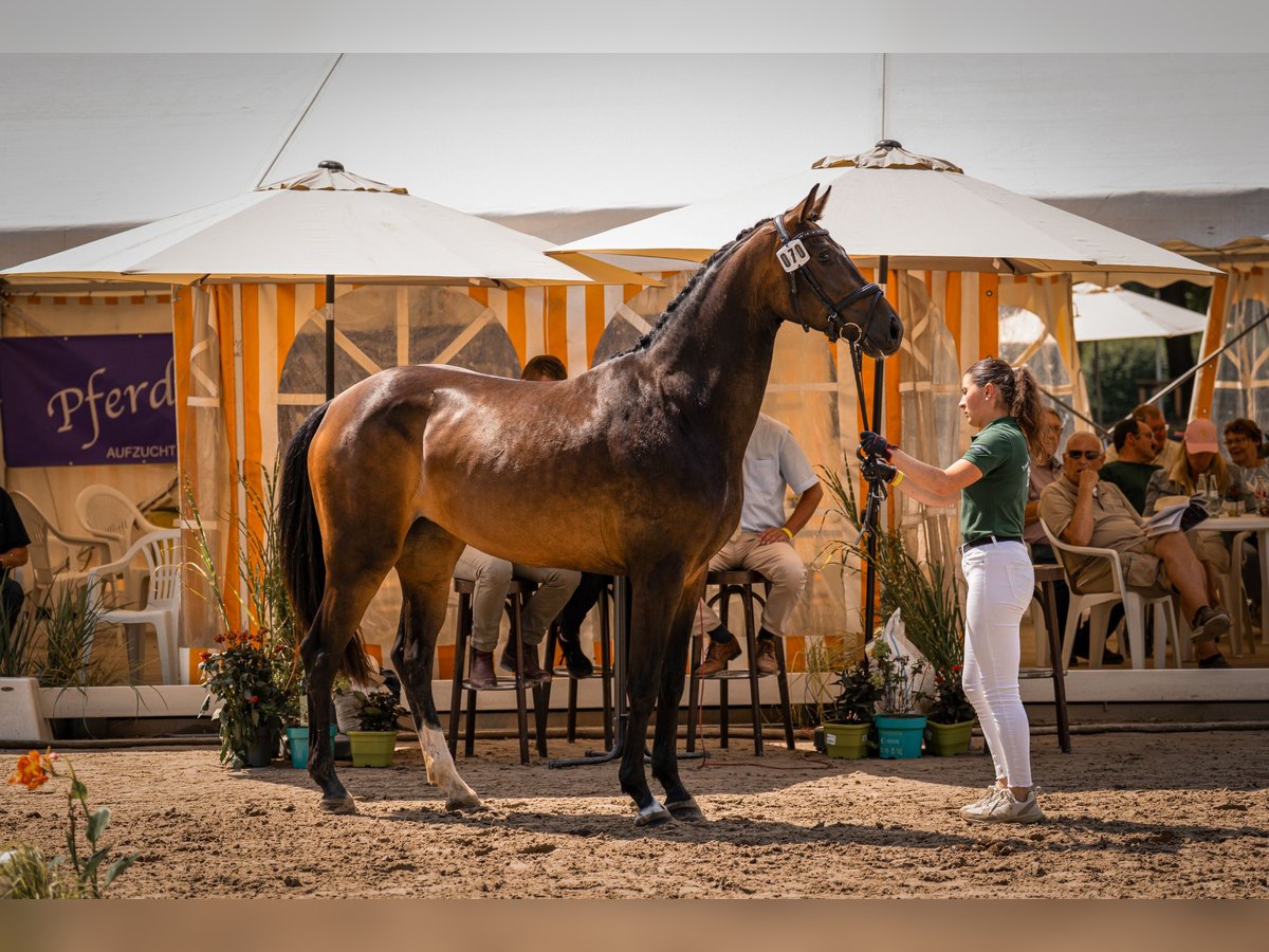 Hanoverian Mare 4 years 16,1 hh Smoky-Black in Moers