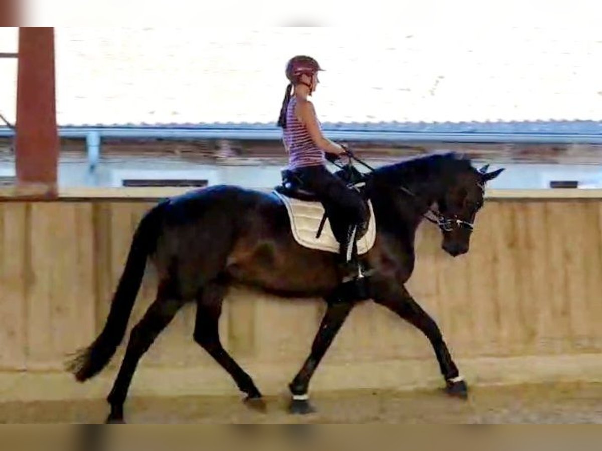 Hanoverian Mare 4 years 16,1 hh Smoky-Black in B&#xF6;heimkirchen