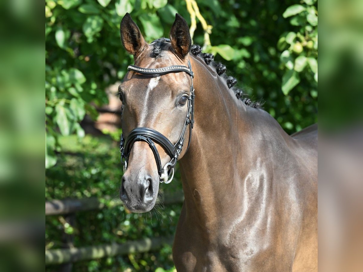 Hanoverian Mare 4 years 16,2 hh Bay-Dark in Bad Bevensen