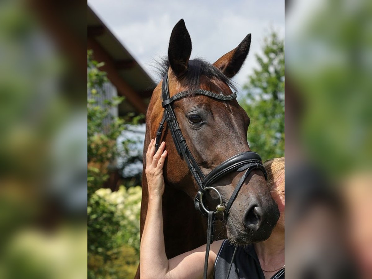 Hanoverian Mare 4 years 16,2 hh Bay-Dark in Bad Orb