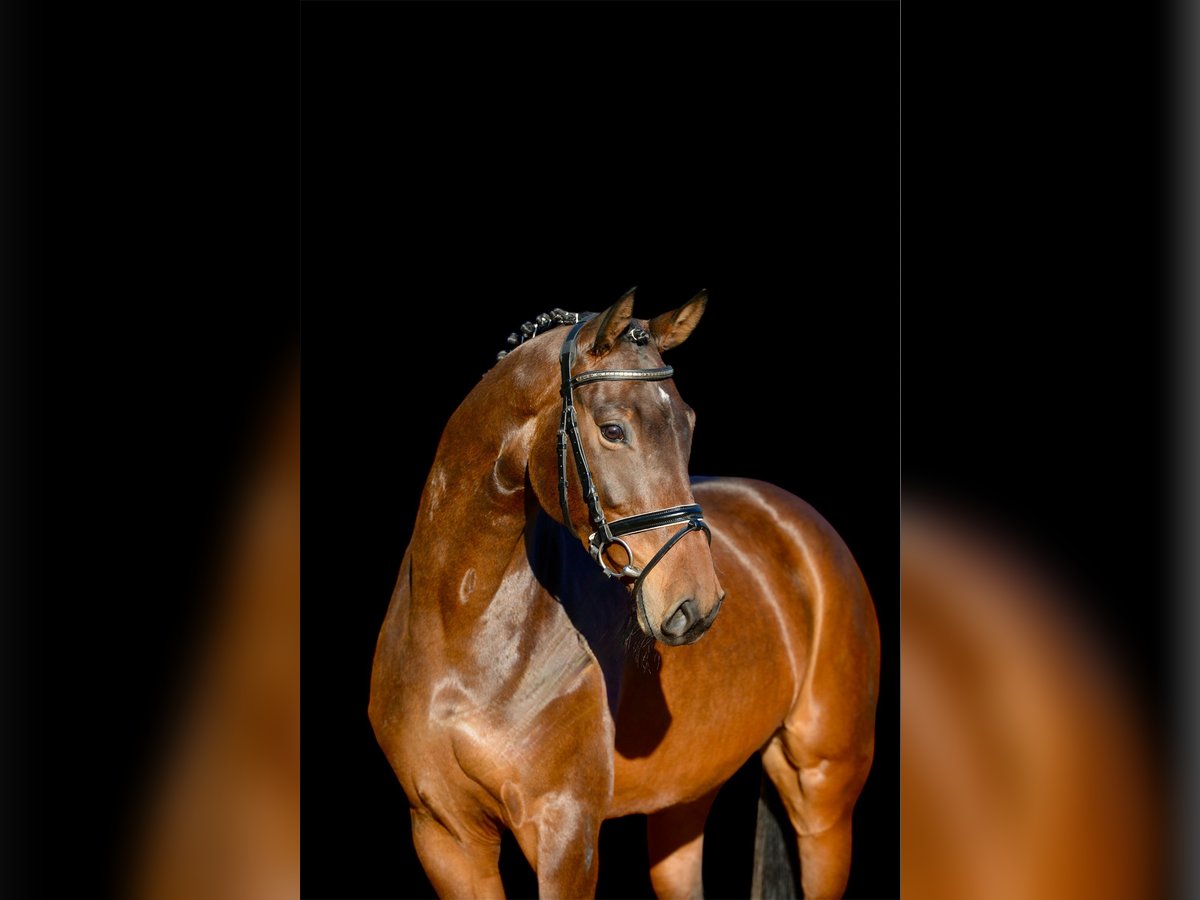 Hanoverian Mare 4 years 16,2 hh Bay-Dark in Essen (Oldenburg)