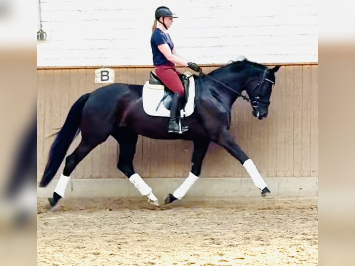 Hanoverian Mare 4 years 16,2 hh Black in Geestland
