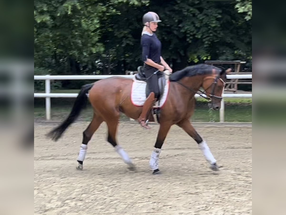 Hanoverian Mare 4 years 16,2 hh Brown in Hamm