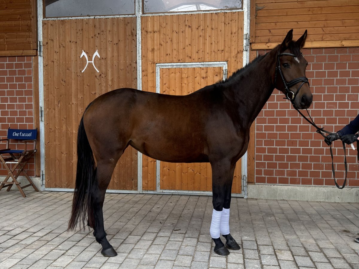 Hanoverian Mare 4 years 16,2 hh Brown in Mossautal Hanoverian Mare 4 years 16,2 hh Brown in Mossautal