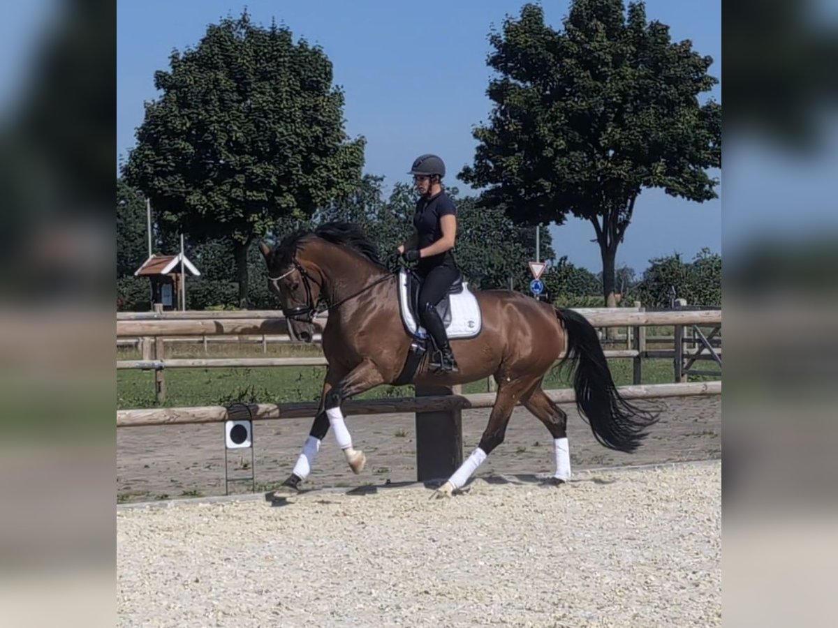 Hanoverian Mare 4 years 16,2 hh Brown in Nortrup