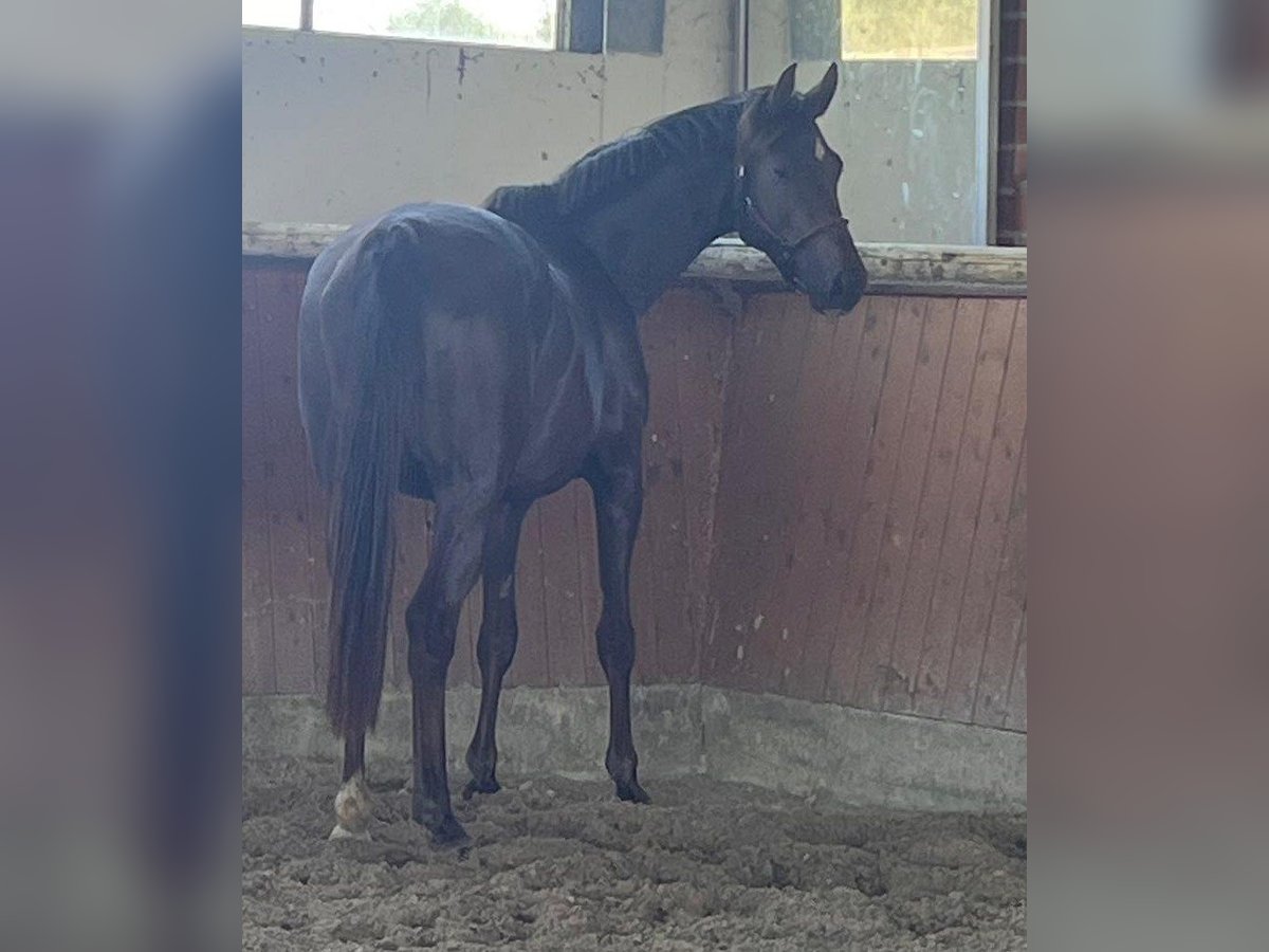 Hanoverian Mare 4 years 16,2 hh Chestnut in Telgte
