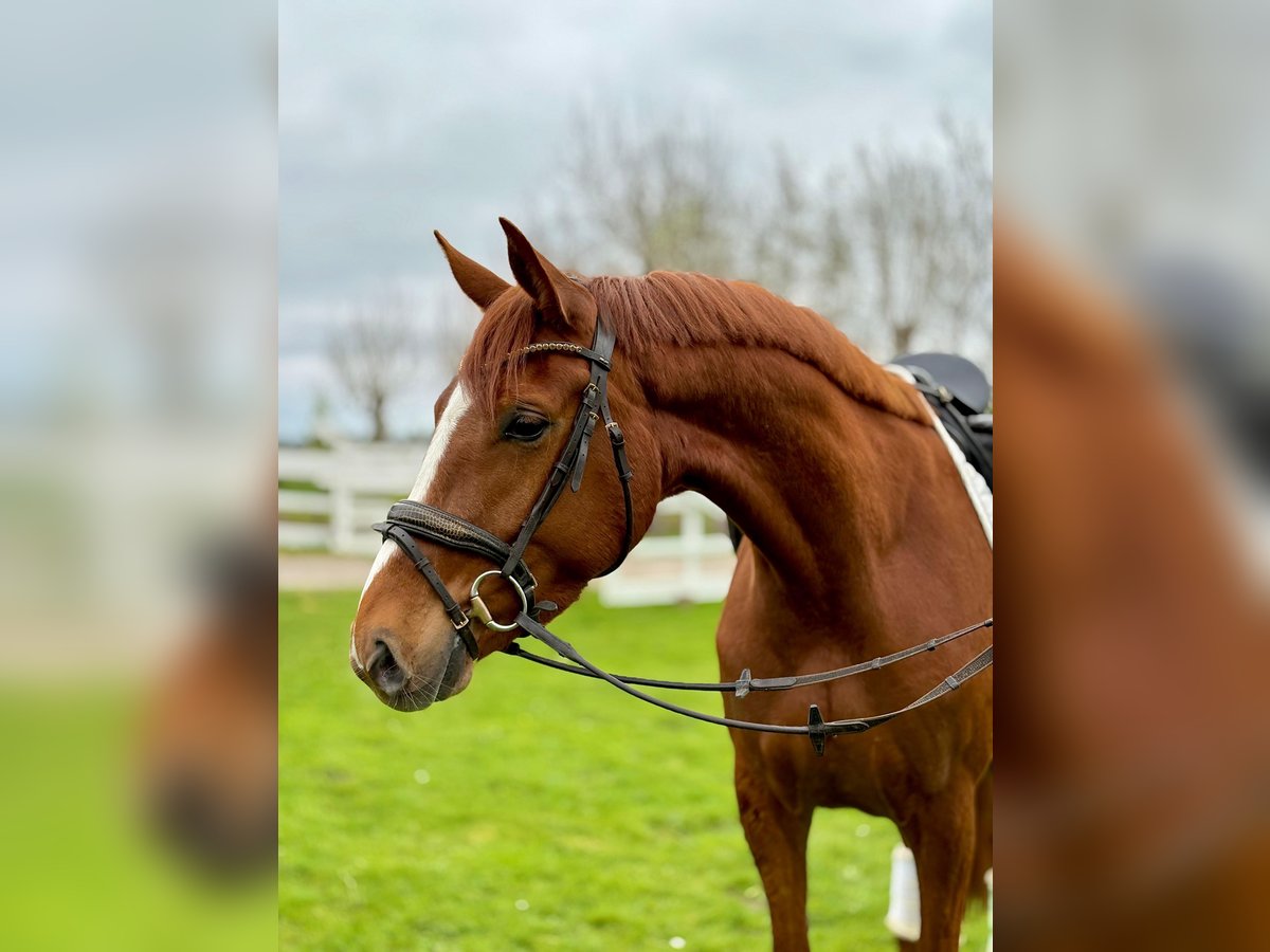 Hanoverian Mare 4 years 16,2 hh Chestnut-Red in Cuxhaven