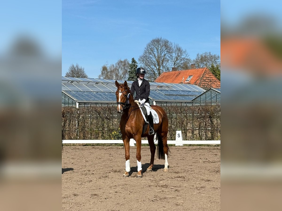Hanoverian Mare 4 years 16,2 hh Chestnut-Red in Selsingen