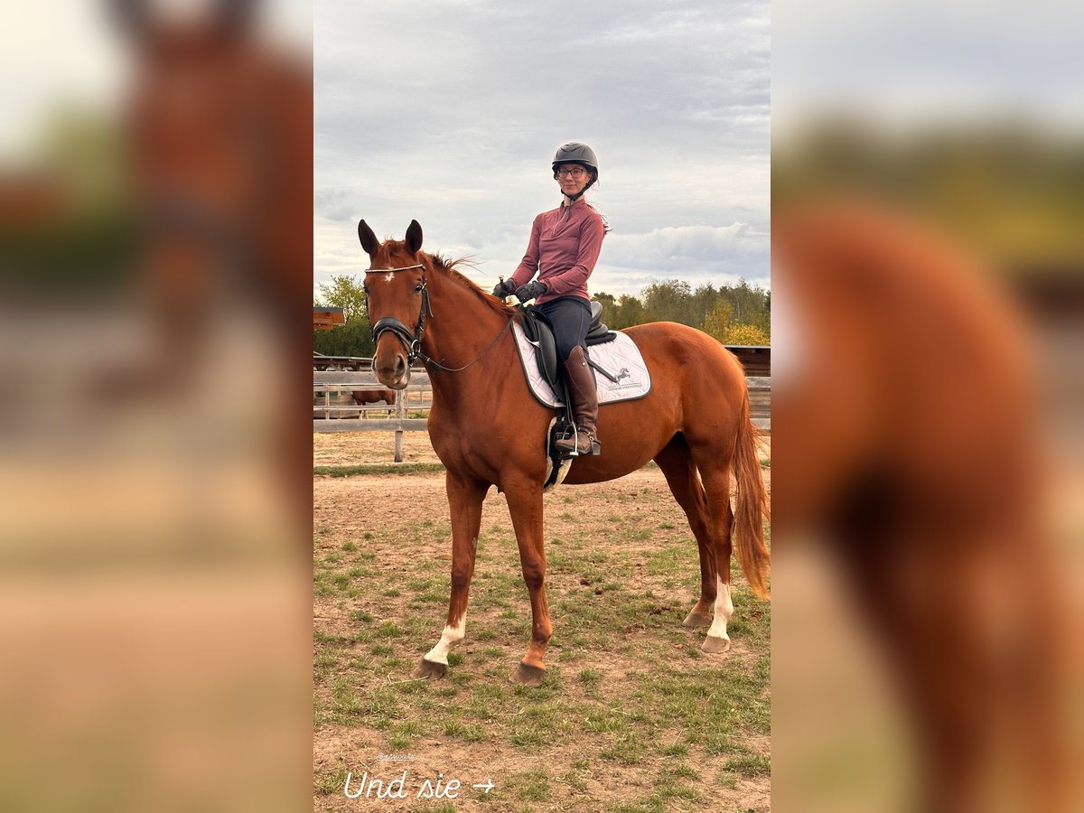 Hanoverian Mare 4 years 16,2 hh Chestnut-Red in Leipzig