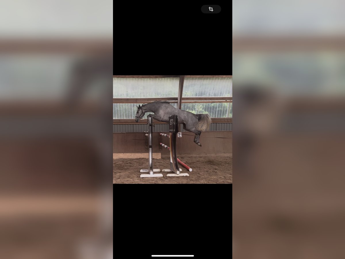 Hanoverian Mare 4 years 16,2 hh Gray-Dapple in Seedorf
