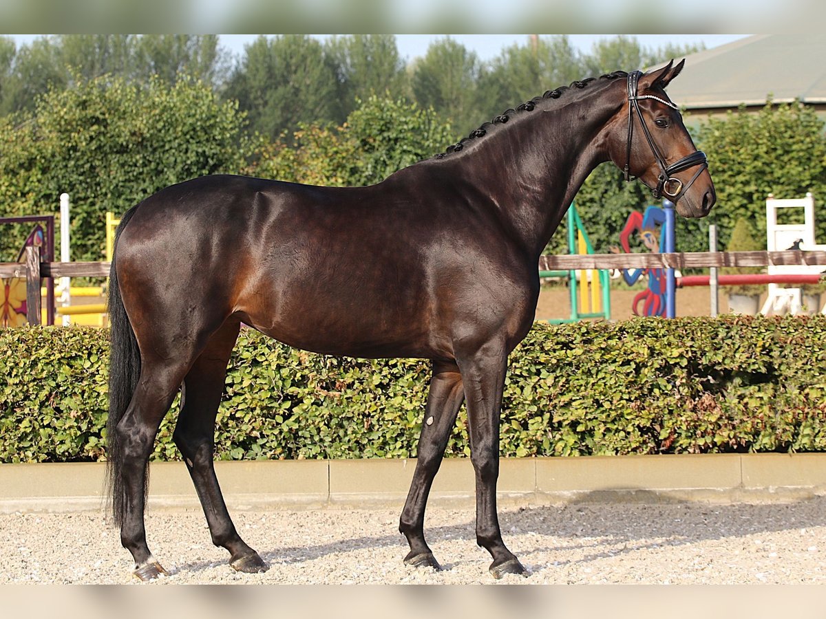 Hanoverian Mare 4 years 16,2 hh Smoky-Black in Dorsten Hanoverian Mare 4 years 16,2 hh Smoky-Black in Dorsten