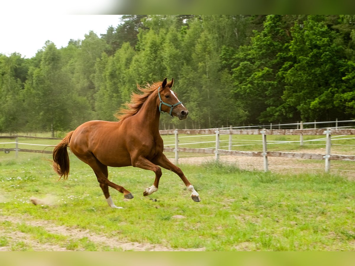 Hanoverian Mare 4 years 16,3 hh Chestnut-Red in Burd&#x105;g