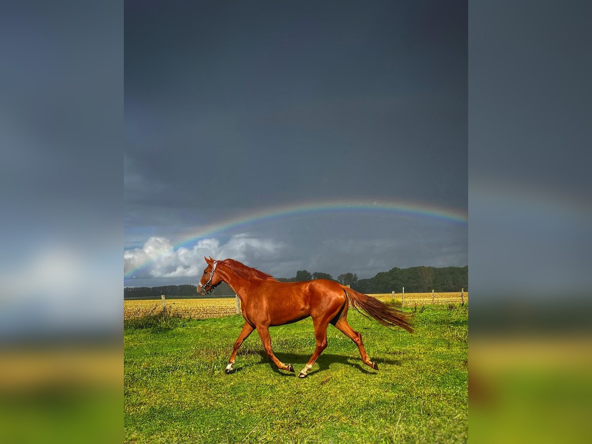 Hanoverian Mare 4 years 16,3 hh Chestnut-Red in Kevelaer