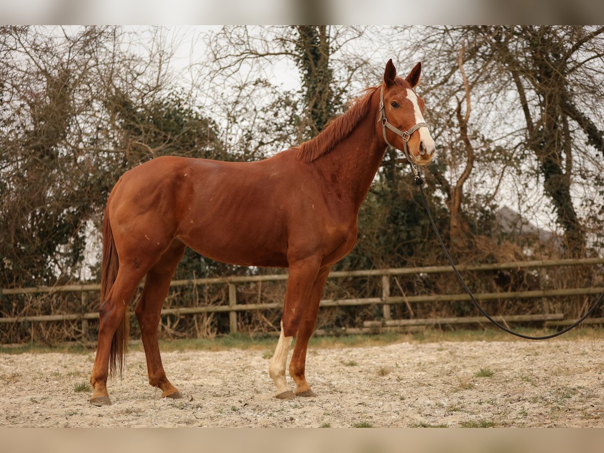 Hanoverian Mare 4 years 16,3 hh Chestnut-Red in Moers