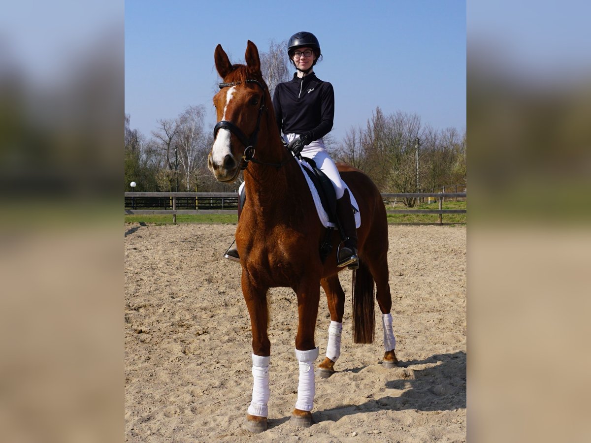 Hanoverian Mare 4 years 16,3 hh Chestnut-Red in Leipzig