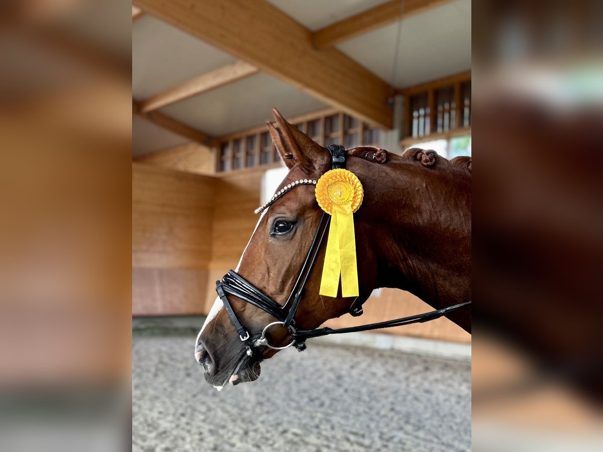 Hanoverian Mare 4 years 16,3 hh Chestnut-Red in Windeck