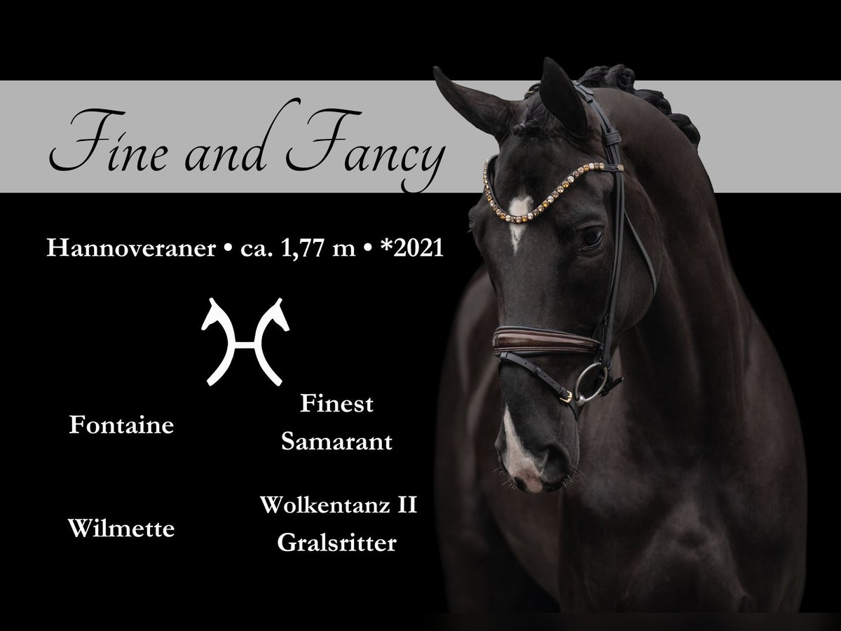 Hanoverian Mare 4 years 17,1 hh Black in Wehringen