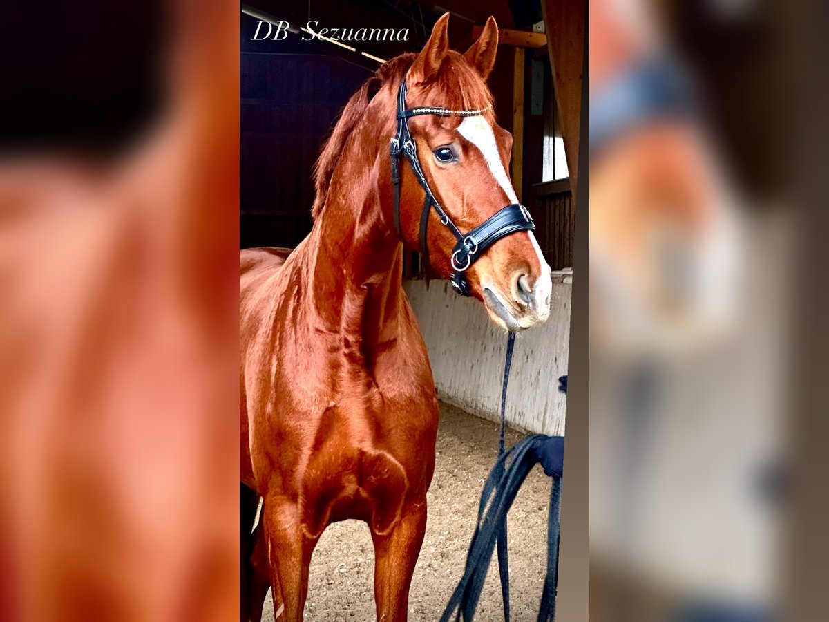 Hanoverian Mare 4 years 17,1 hh Chestnut in Kandern