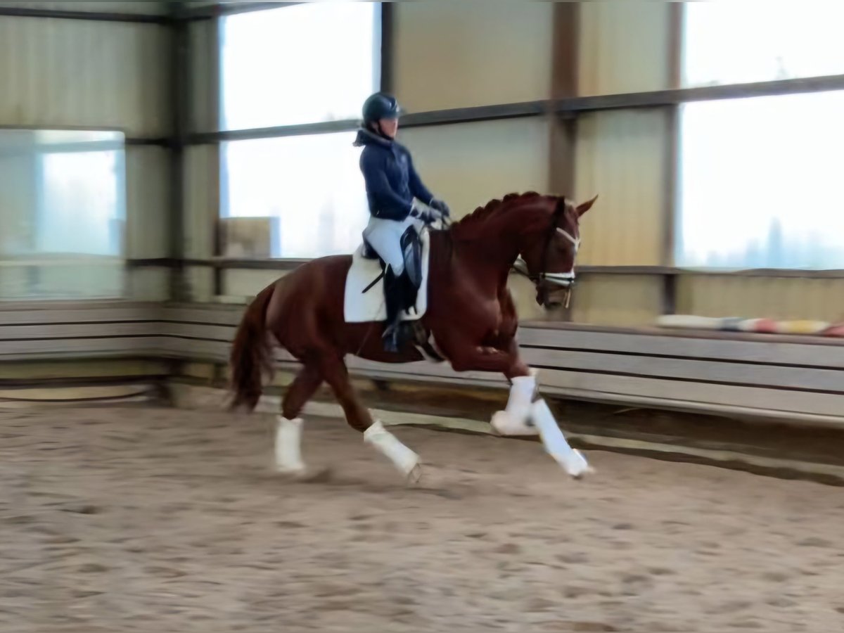 Hanoverian Mare 4 years 17,1 hh Chestnut-Red in Burgdorf