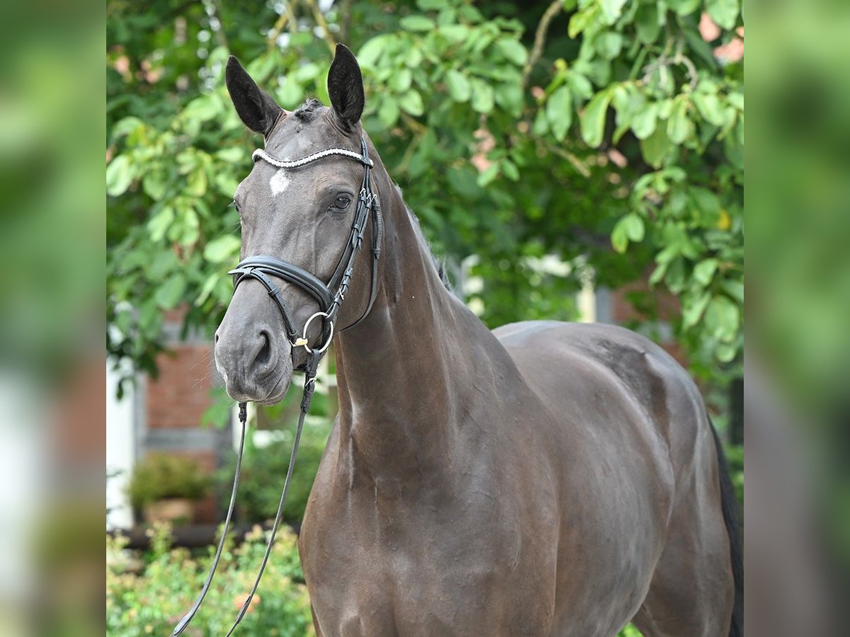 Hanoverian Mare 4 years 17 hh Black in Bad Bevensen