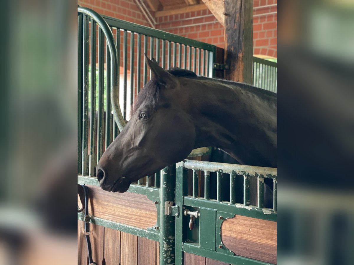 Hanoverian Mare 4 years 17 hh Black in Berne