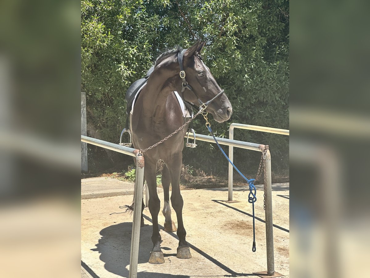 Hanoverian Mare 4 years 17 hh Black in Rota