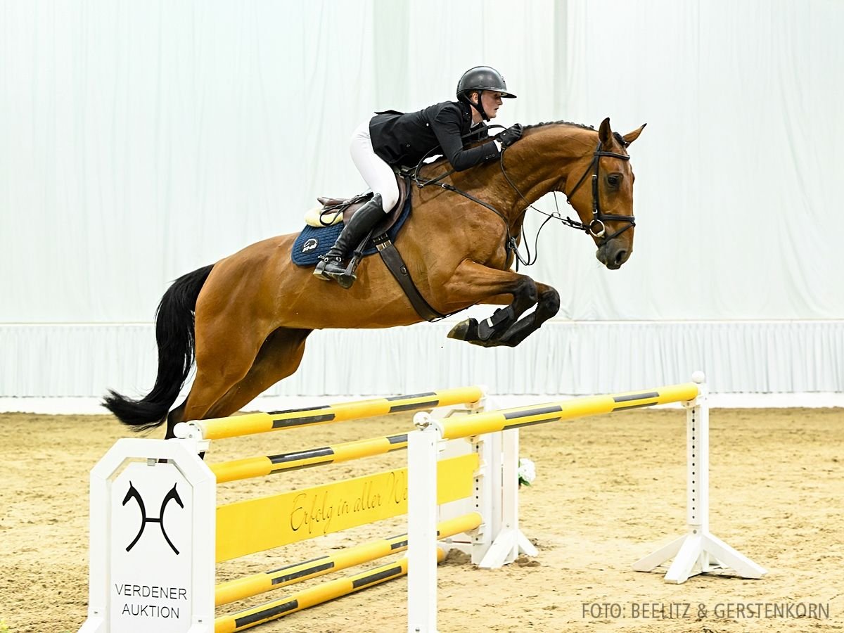 Hanoverian Mare 4 years 17 hh Brown in Verden