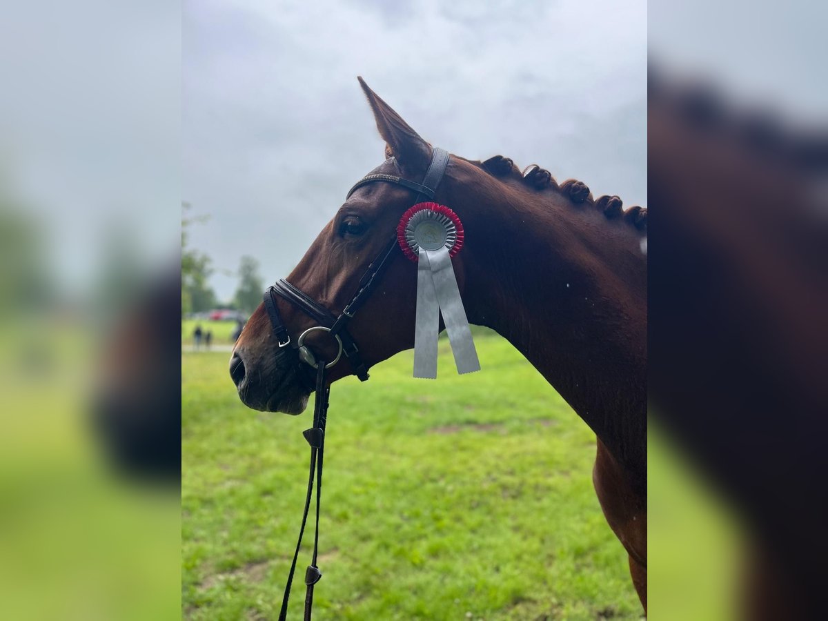 Hanoverian Mare 4 years 17 hh Chestnut-Red in Celle