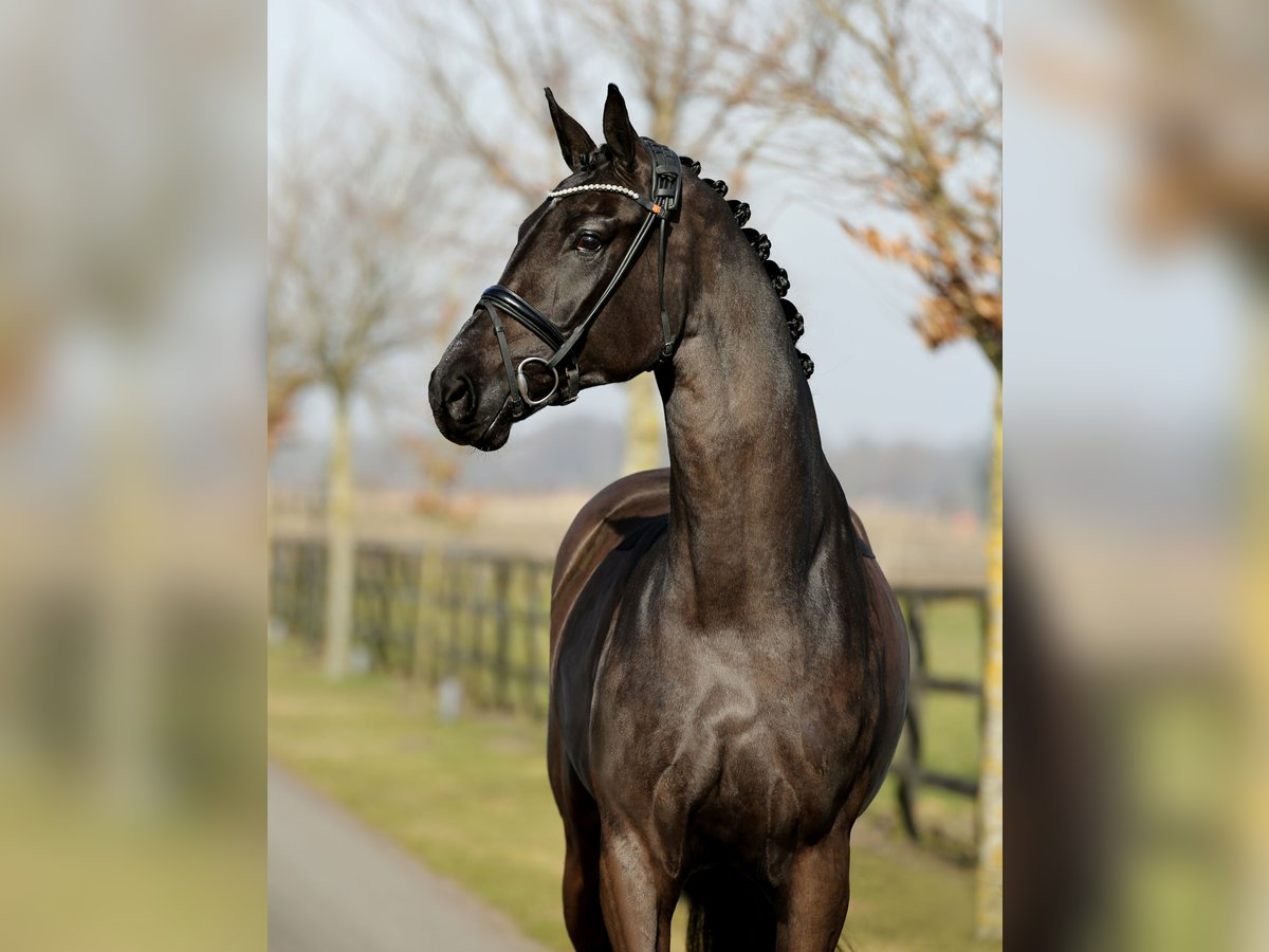 Hanoverian Mare 4 years 17,1 hh Black in DiepholZ