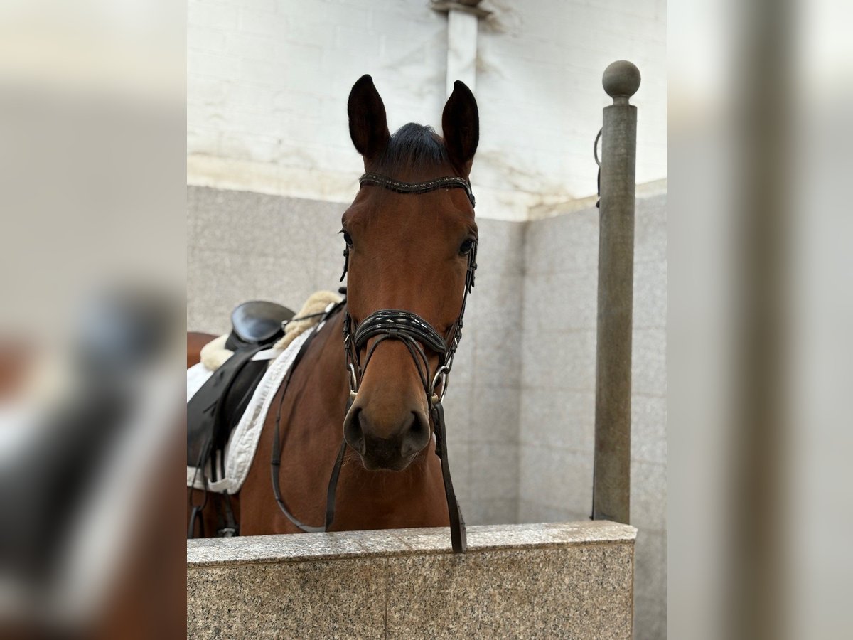 Hanoverian Mare 4 years 17,1 hh Brown in Verden (Aller)