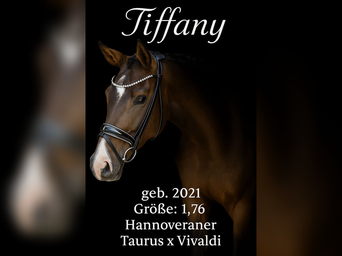 Hanoverian Mare 4 years 17,1 hh Brown in Rosenheim