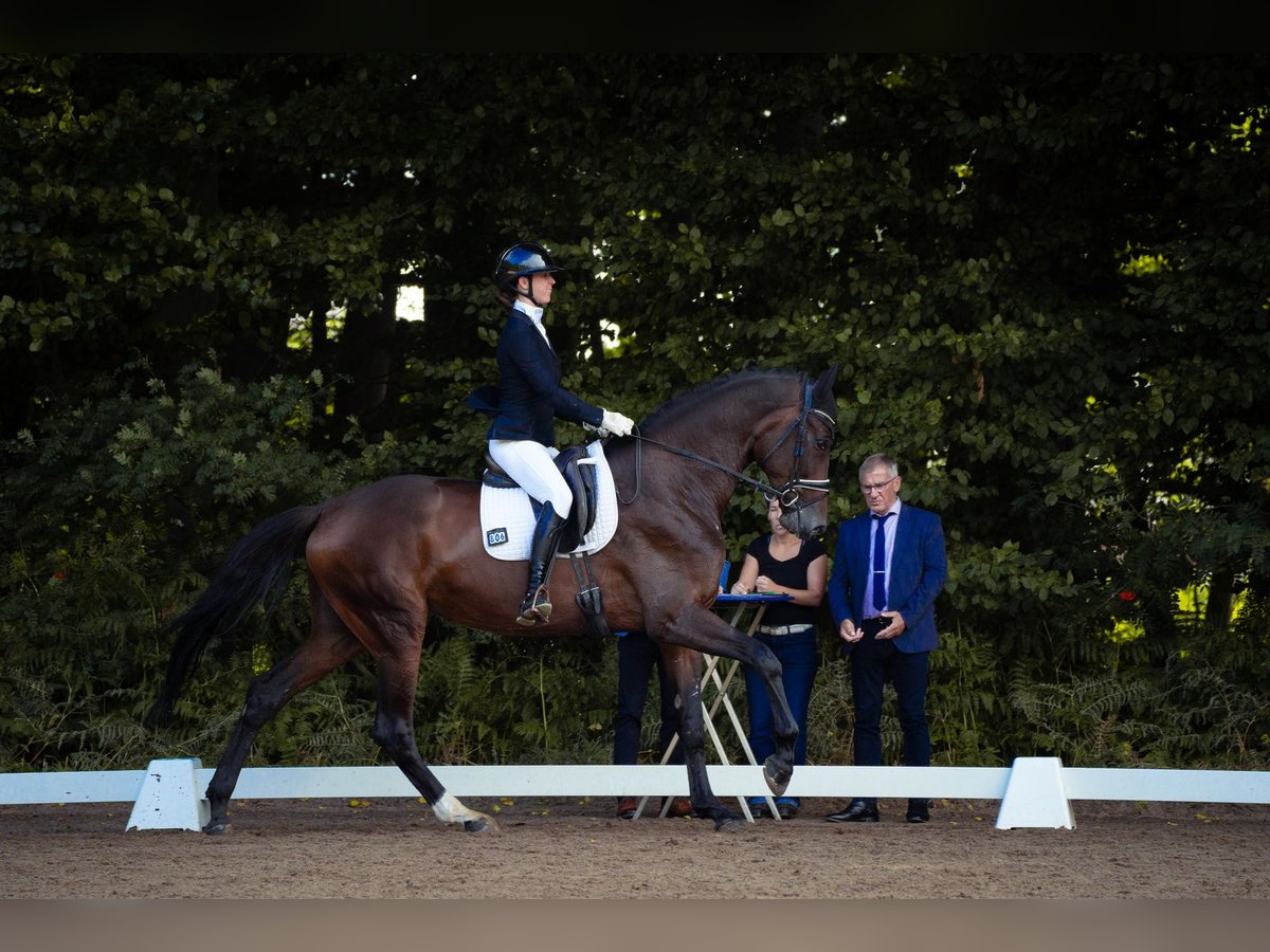 Hanoverian Mare 4 years 17,2 hh Brown in Bad Bentheim